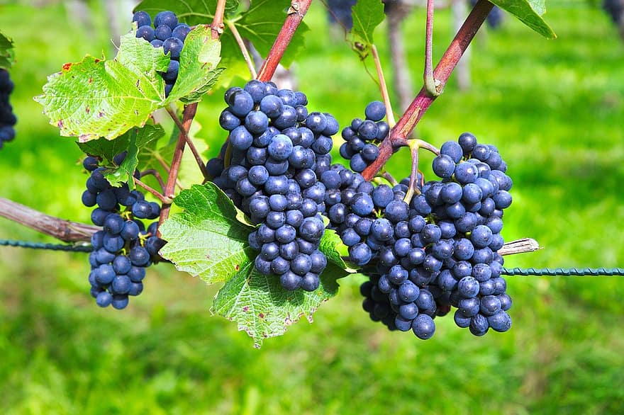 фрукти, виноград, органічні, виноградний, сільське господарство, лист, виноградник, літо, свіжість, виноробство, стиглий