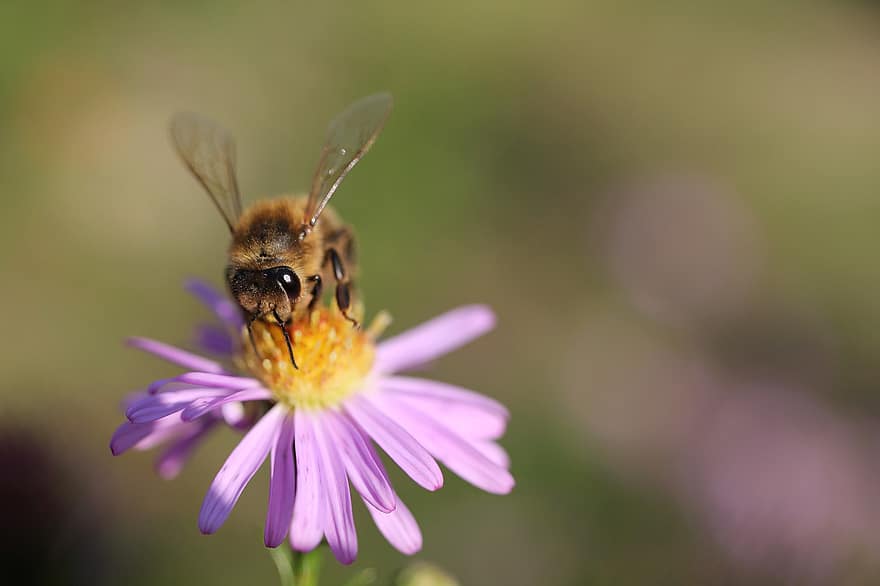 Biene, Pollen, bestäuben, Entomologie, Insekt, Makrofotografie, Nahansicht, Bokeh, blühen, Garten, Honigbiene