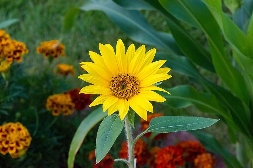 многогодишен слънчоглед, цвете, растение, листенца, жълто цвете, разцвет, цвят, флора, градина, природа, близък план