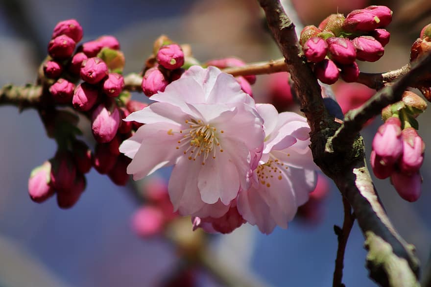 Sakura, Blumen, Kirschblüten, rosa Blütenblätter, Blütenblätter, blühen, Flora, Frühlingsblumen, Natur, Blume, Nahansicht