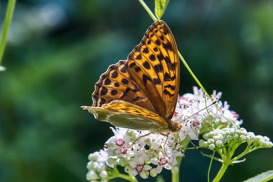 Farfalla grande in madreperla, farfalla, insetto, ala, animale, arancia, l'assunzione di cibo, natura, fiore, nikon, D850