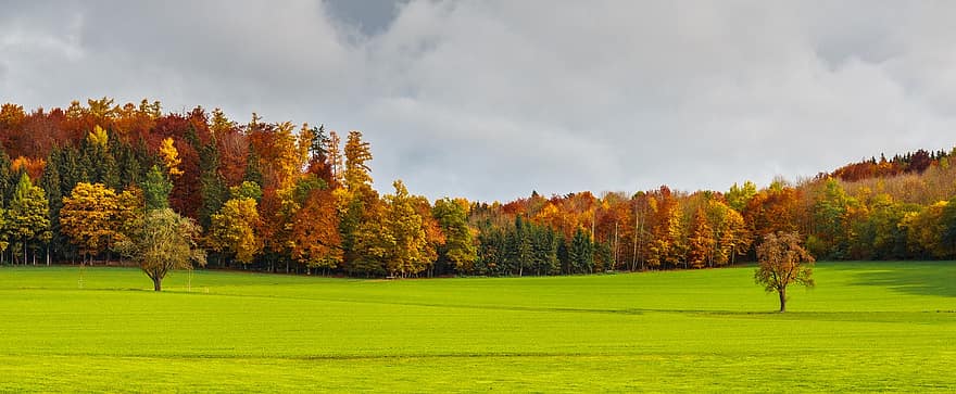 veld-, bomen, herfst, weide, grasland, bossen, Bos, panorama, vallen, landschap, natuur