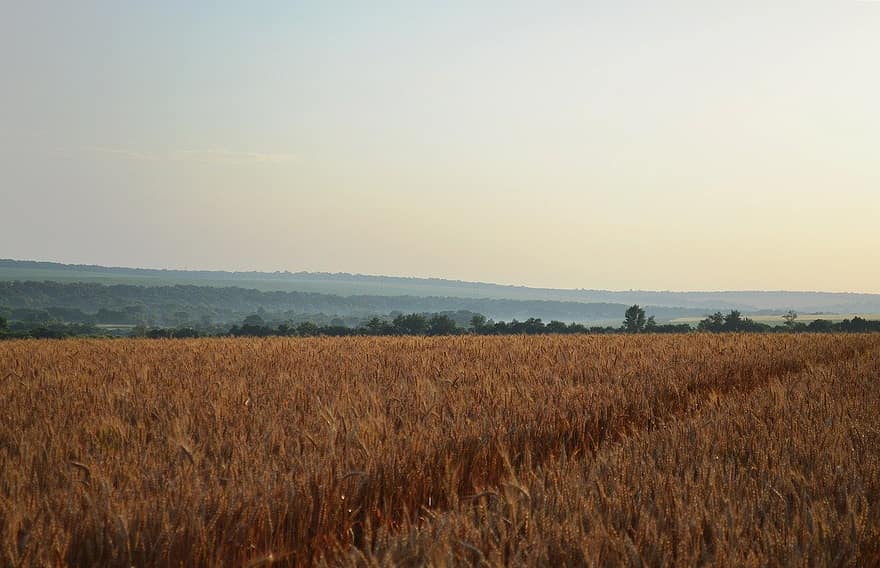 bidang, ladang gandum, tanah pertanian, pemandangan pedesaan, pertanian, musim panas, pemandangan, padang rumput, kuning, musim, gandum