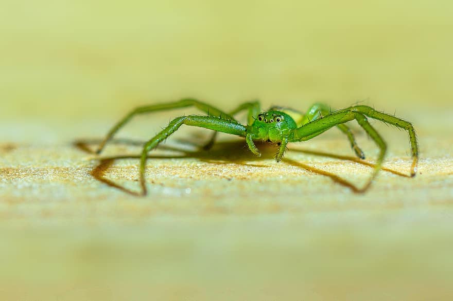 laba-laba kepiting hijau, arakhnida, hewan, laba-laba, margasatwa, alam, makro, arachnofobia, dunia Hewan, merapatkan, serangga