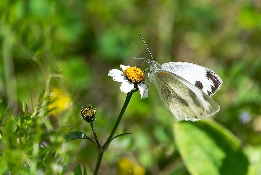 borboleta branca de repolho, borboleta, flor, inseto, asas, plantar, natureza, polinização, fechar-se, verão, cor verde