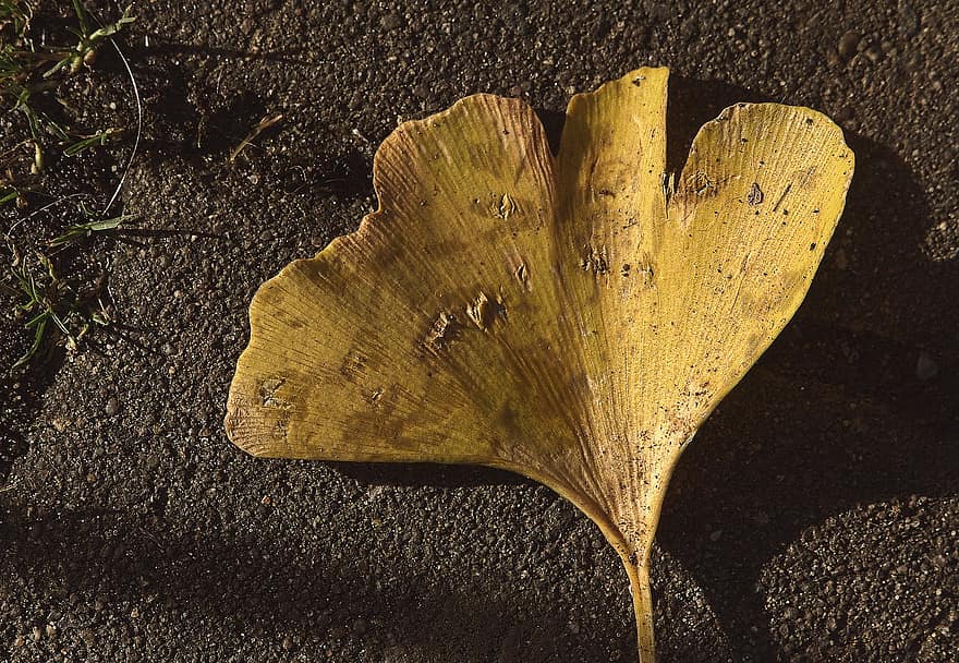 Leaf, Gingko, Autumn, Season