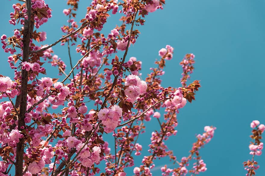 třešňové květy, sakura, růžové květy, jaro, květiny, rostlin, jarní květiny, květ, růžová barva, rostlina, větev
