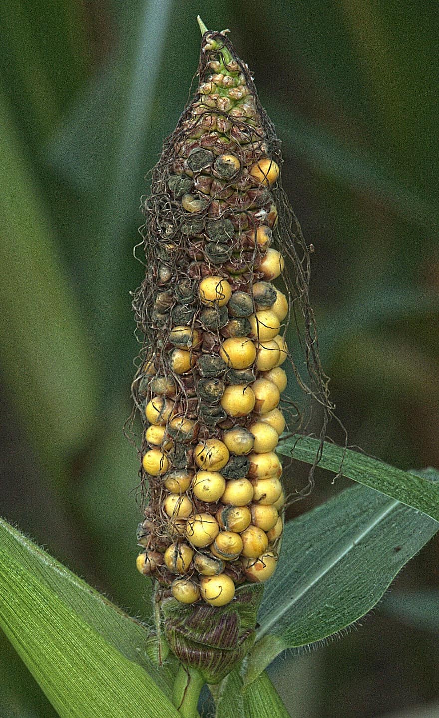 Corn, Corn Ear, Damaged, Infected, Zea Mays, Cob, Plant, Maize, Crop, Corn Cob, Leaves