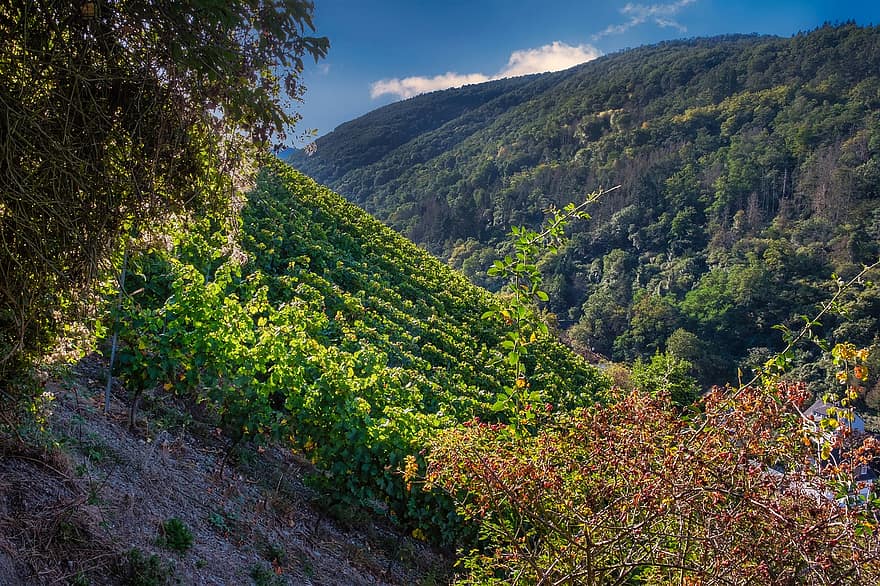 山岳、ぶどう園、秋、自然、ぶどう、葉、木、風景、ブドウ栽培、ぶどう酒、ライン渓谷