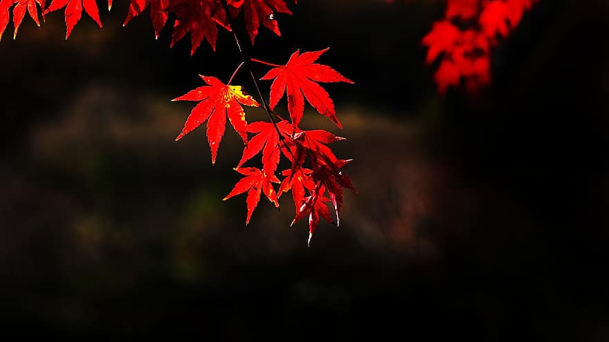 jesień, odchodzi, Natura, pora roku, liść, żółty, drzewo, las, intensywny kolor, wielobarwne, Klon