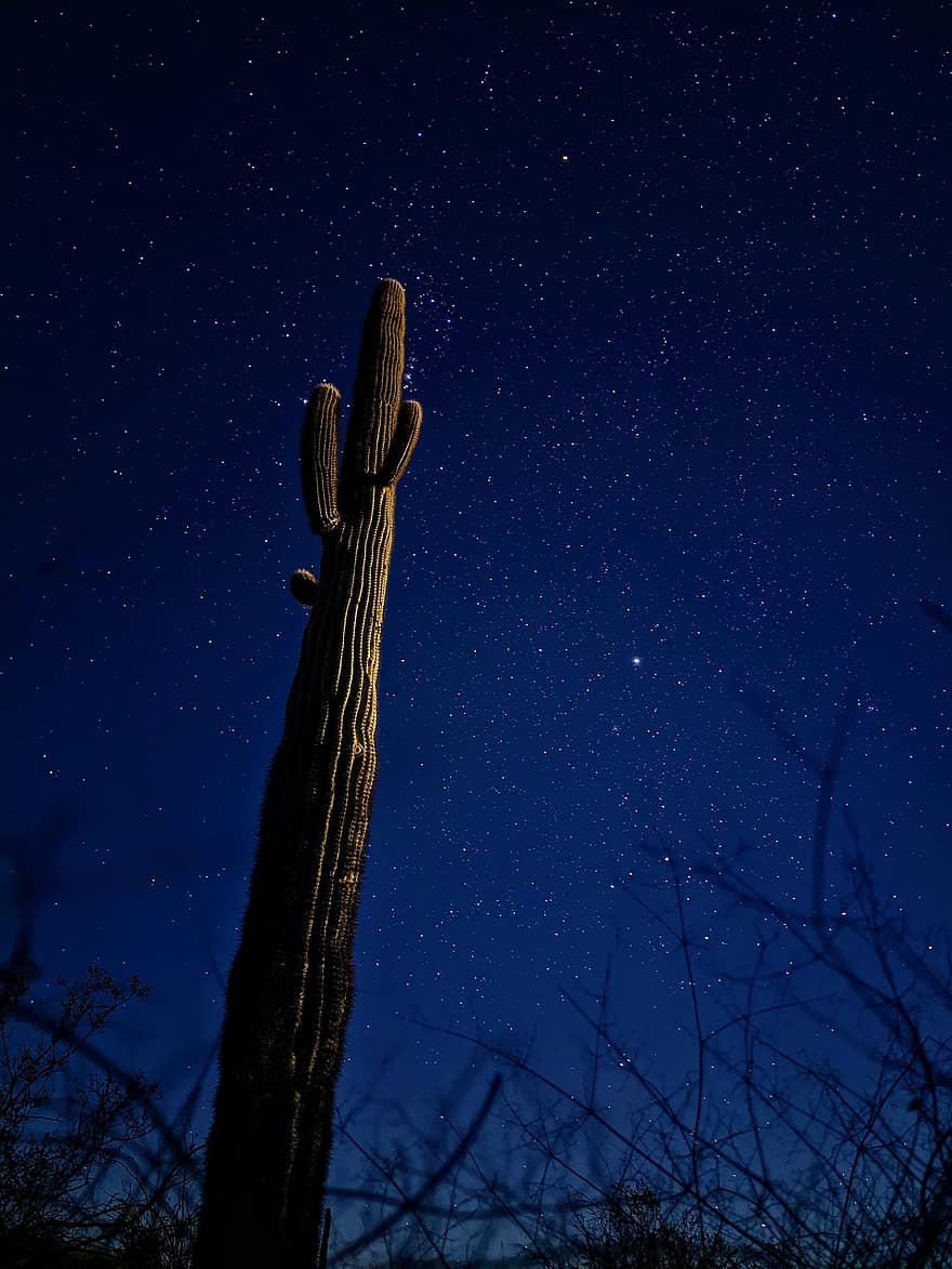 saguaro, cactus, cactuși, stele, lumina lunii, siluetă, noapte, perie