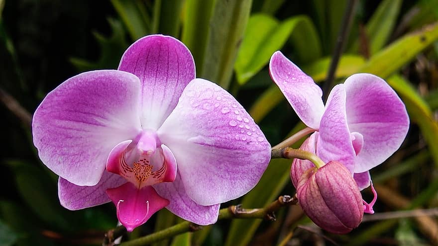 flor, orquídea, plantar, natureza
