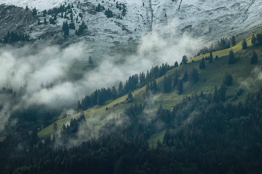 montanhas, arvores, névoa, névoa da manhã, neblina, florestas, coníferas, floresta de coníferas, colinas, paisagem montanhosa, panorama