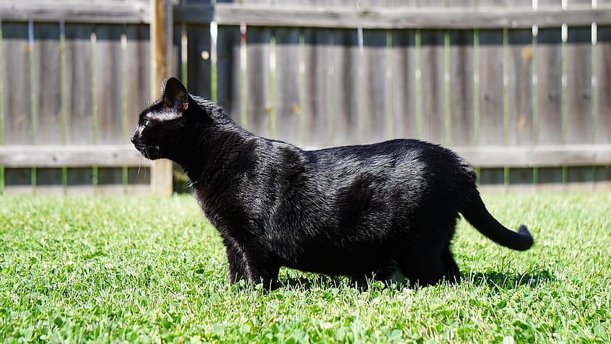 katt, feline, svart katt, gress, utenfor, kjæledyr, portrett, gammel katt, søt, dyr