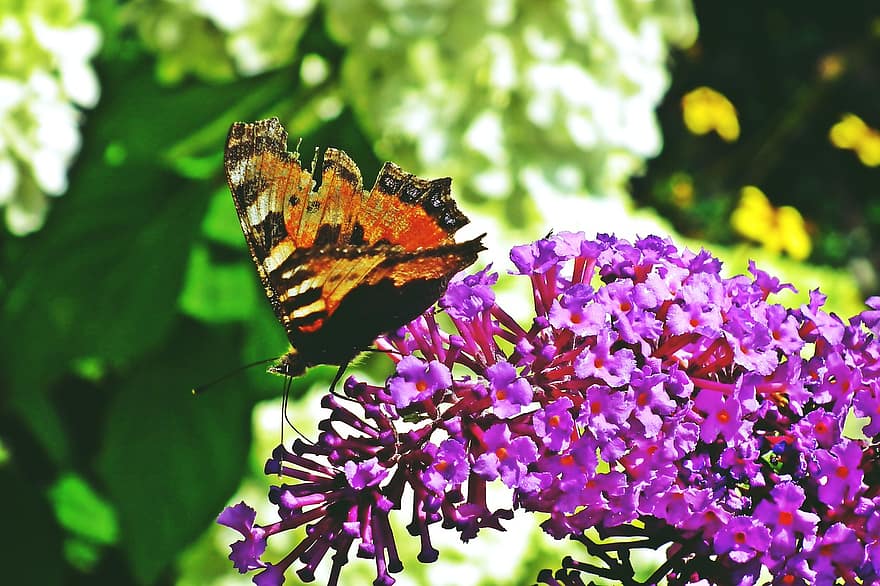 inseto, borboleta, polinização, entomologia, flores, buddleja, jardim