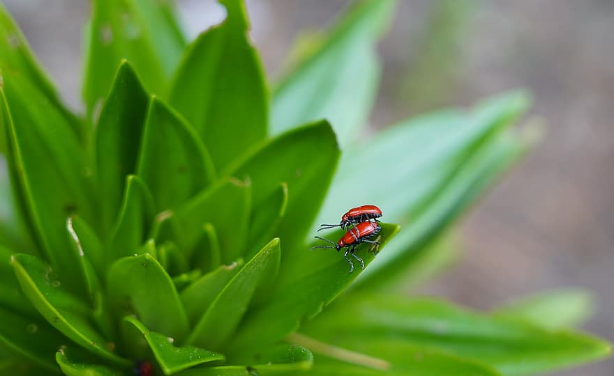 Червоний лілійний жук, комаха, червоні жуки, листовий жук, лілія, весна, природи, впритул, зелений колір, лист, Рослина