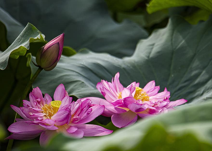 teratai, bunga-bunga, bunga lotus, bunga-bunga merah muda, kelopak, kelopak merah muda, daun teratai, berkembang, mekar, tanaman air, flora