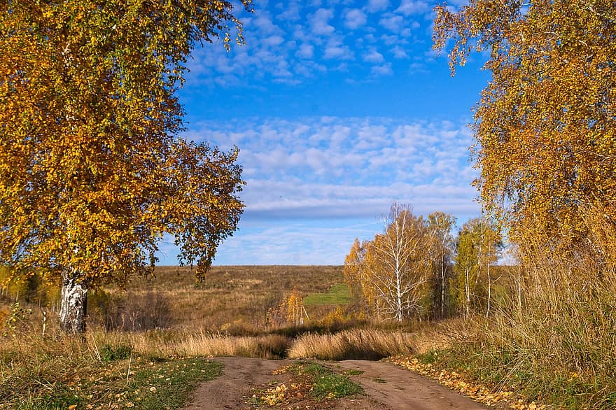 Straße, Herbst, Landschaft, Landstraße, Bäume, Birken, Baum, Gelb, Wald, Jahreszeit, ländliche Szene