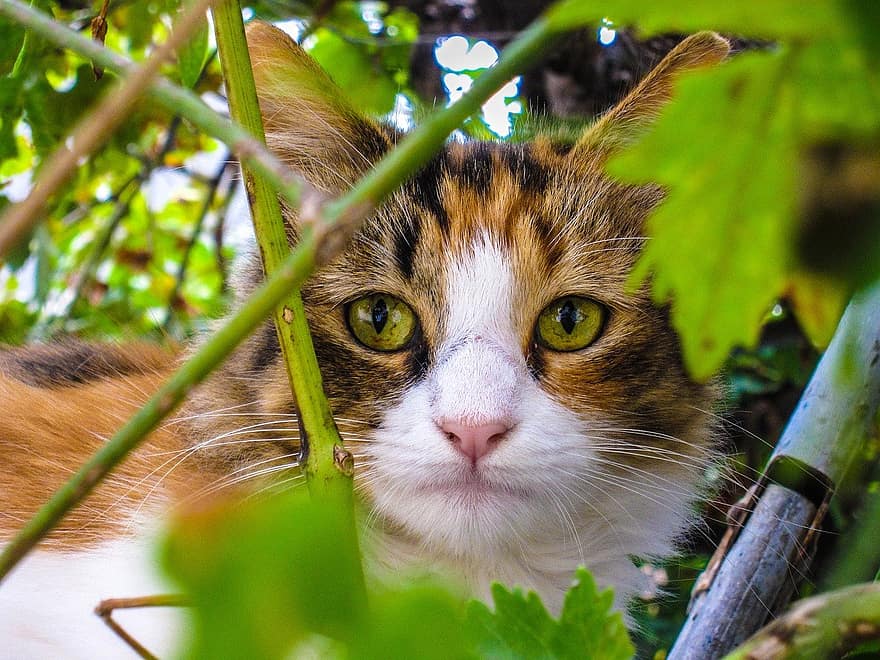 Cat, Trees, Feline, Animal, Background, Close Up, pets, domestic cat, cute, domestic animals, whisker