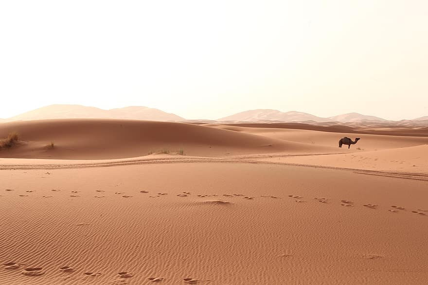 pustynia, piasek, krajobraz, wydma, sahara, marokański, wielbłąd, Natura