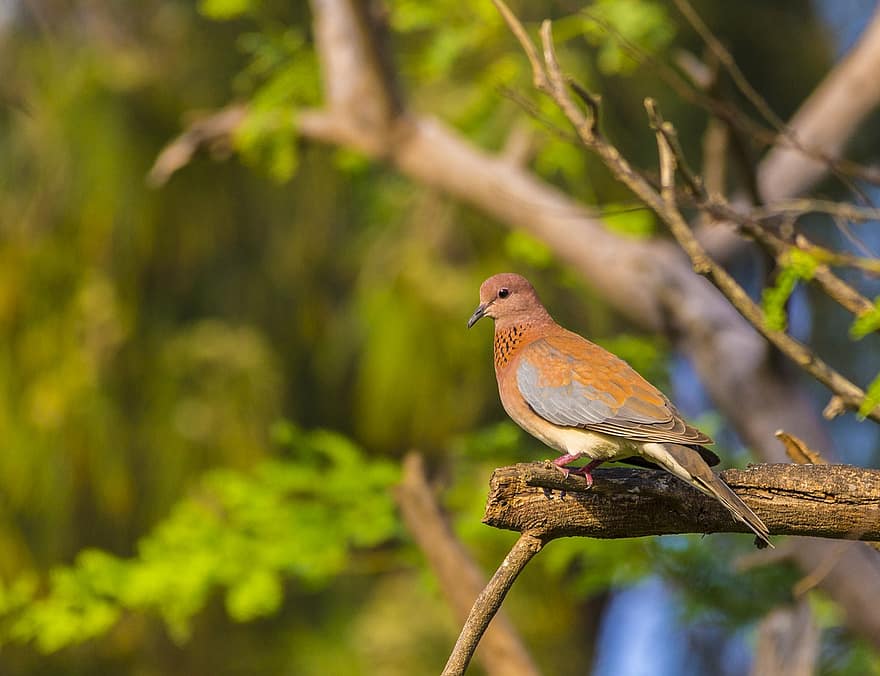Turtledove, Dove, Africa, Senegal, Bird, Avian, Ornithology