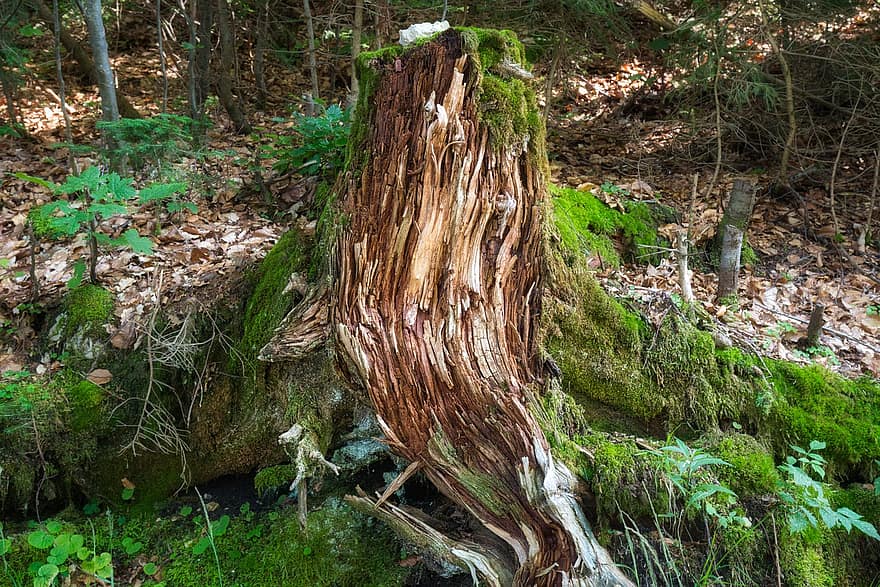 raíz, antiguo, raíz del arbol, naturaleza, madera, tocón de árbol