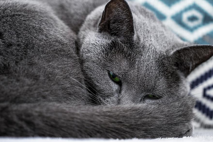 Katze, Tier, schläft, Augen, Raubtier, Porträt, Rasse, russisch blau