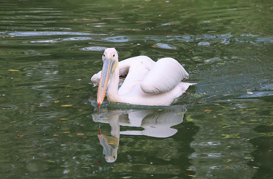 pelicano, pássaro, lago, bico, animais em estado selvagem, agua, pena, lagoa, verão, azul, clima tropical