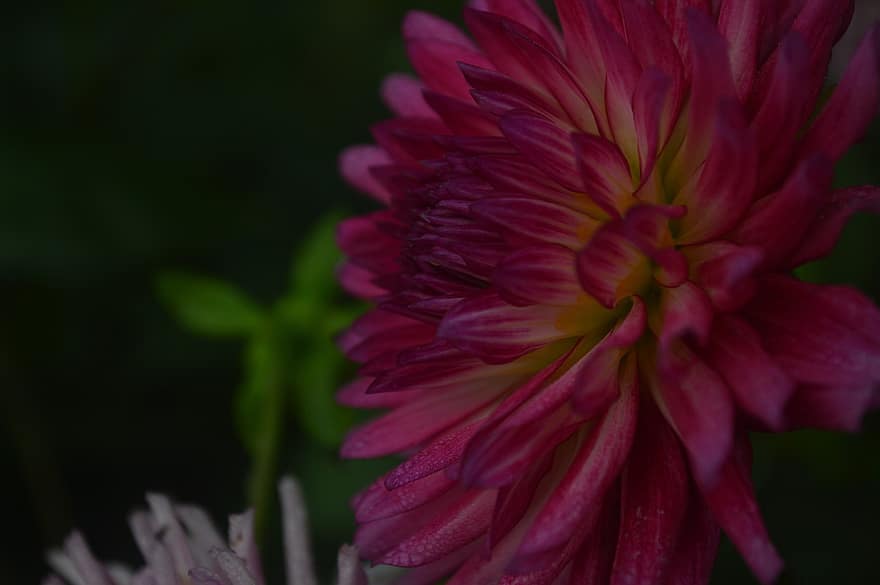 Blume, Dahlie, pinke Blume, Garten, Natur, Botanik, Nahansicht, Pflanze, Sommer-, Blütenblatt, Blatt