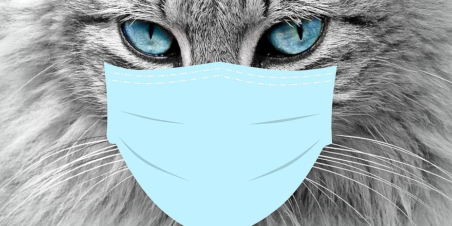 korona, katė, naminių gyvūnėlių, kačiukas, kaukė, pandemija, plauti rankas, covid-19, koronavirusas, karantino, infekcija