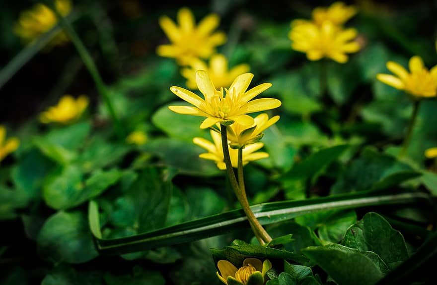 Celandine、Celandineの花、黄色い花、フラワーズ、花、咲く、春のセランディン、春、工場、閉じる、黄