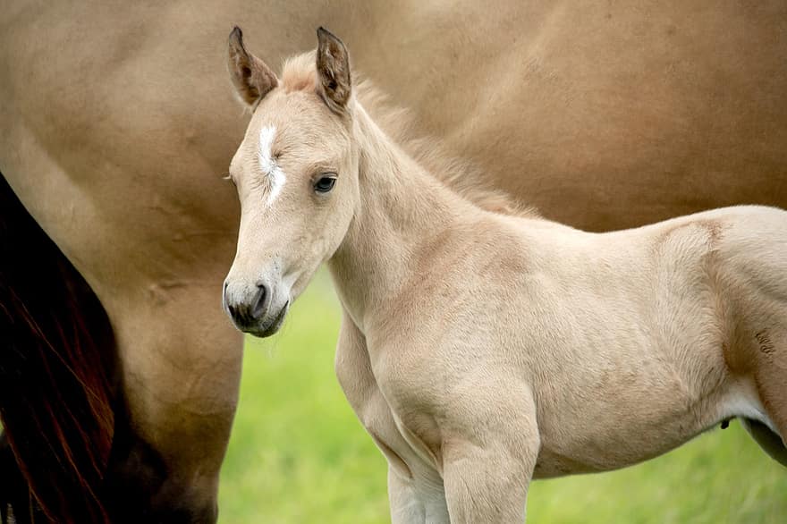 føll, hest, dyr, pattedyr, ung hest, baby hest, equine