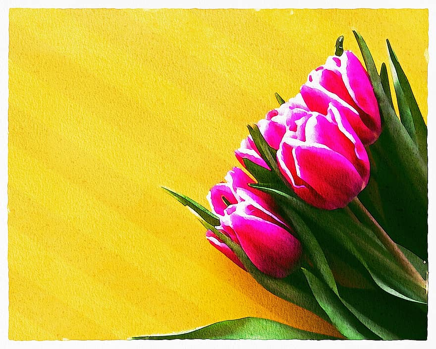 akvarel, blomster, stilleben, lyserøde tulipaner, gul baggrund, påske, skygge, natur, maleri, buket, scrapbog