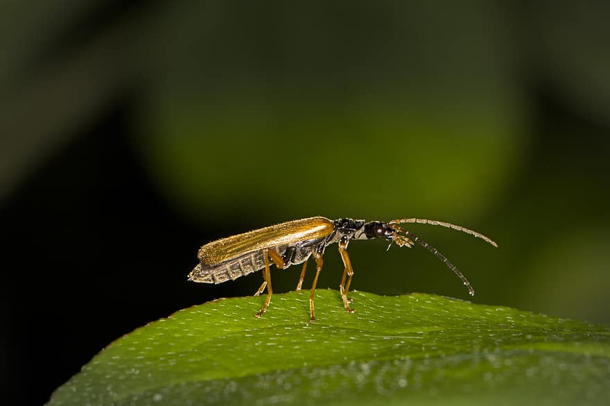 Käfer, Soldatkäfer, Insekt, Sonde, elytron, cantharidae