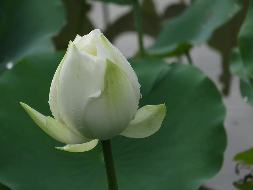 lotoss, zieds, slapjš, rasa, rasas pilieni, balta lotosa, balts zieds, ziedlapiņām, pumpuru, ūdensroze, augu