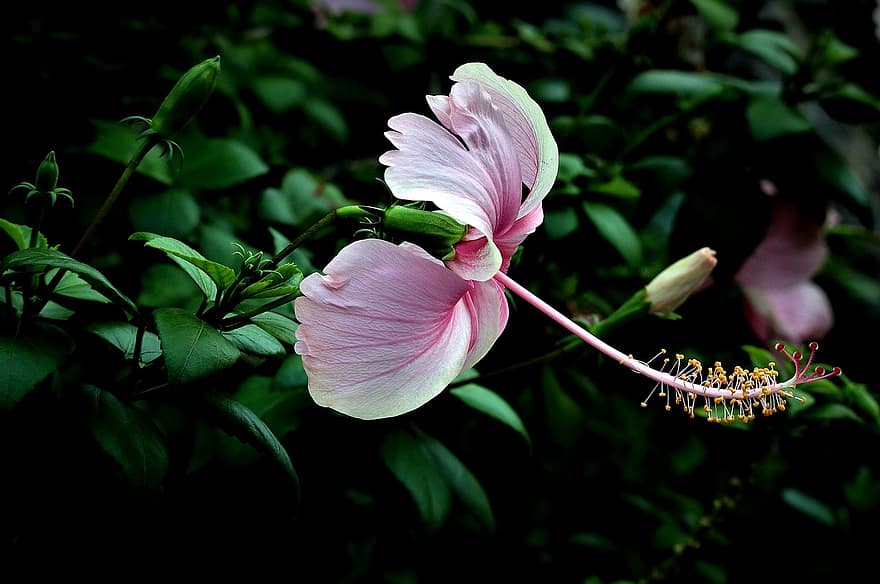 hibiscus, flor, hibiscos de color rosa, pètals, pètals de color rosa, florir, fulles, flora