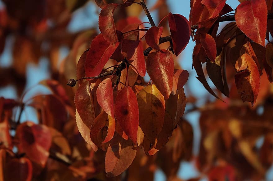 podzim, listy, větev, červené listy, strom, list, žlutá, sezóna, pozadí, detail, zářivé barvy