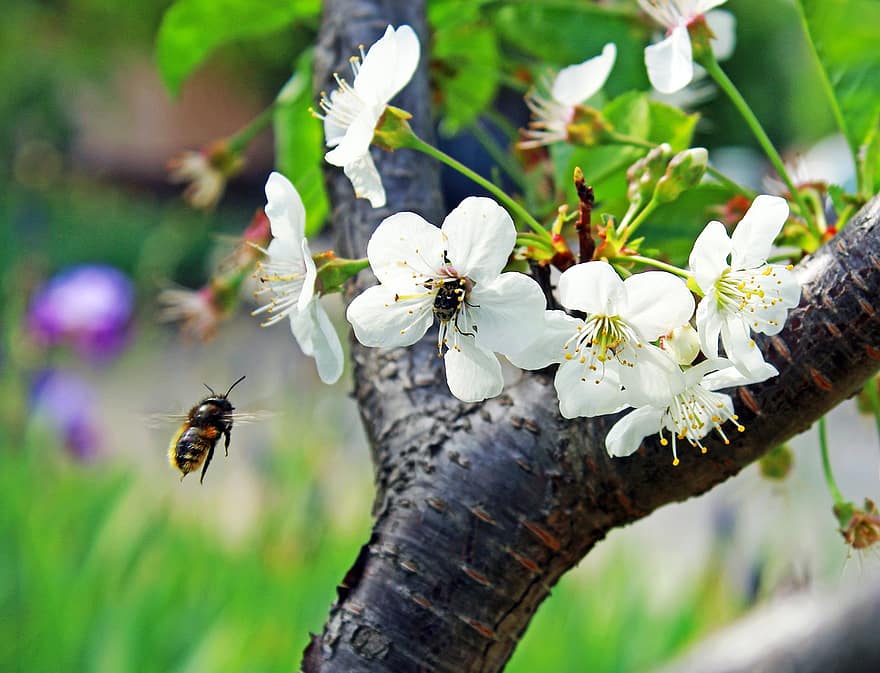 méh, rovar, fa, ág, virágok, nektár, növény, virágzás, virágzik, kert, pollen
