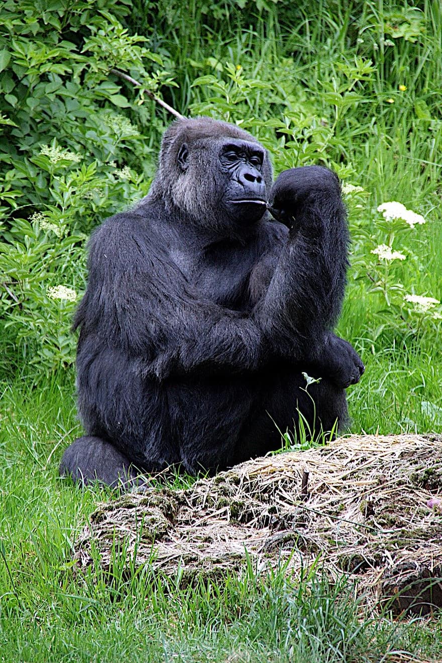 gorilla, aap, primaat, dier, natuur, zoogdier, Afrika, dieren in het wild, bedreigde soort, buitenshuis, gras