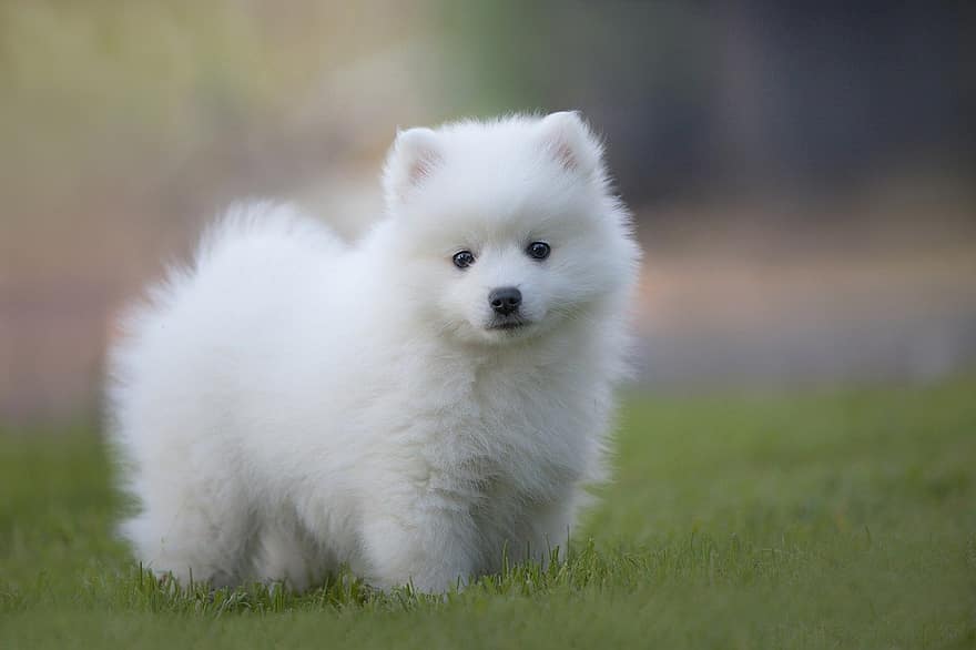 Japanese Spitz, Dog, Puppy, Pet, Animal, Pup, Young Dog, Domestic Dog, Canine, Mammal, Cute