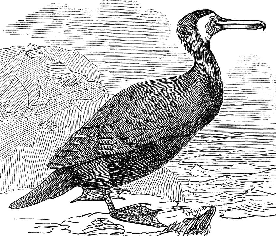cormoran, pasăre, acvatic, cioc, pene, penaj, ave, aviară, ornitologie, gravare, epocă