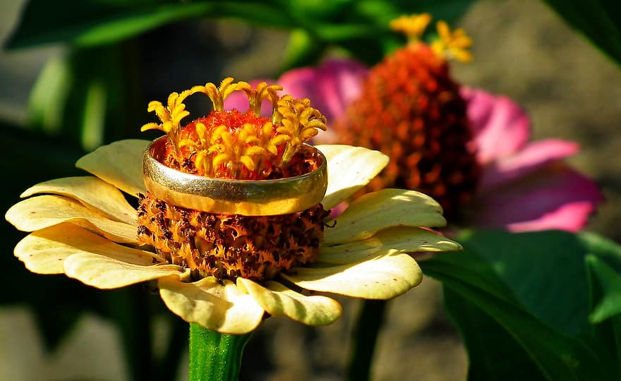 Flowers, Petals, Proposal, Wedding Ring, Tin, Colorful, Nature, Garden, Flourishing, Composition, Love