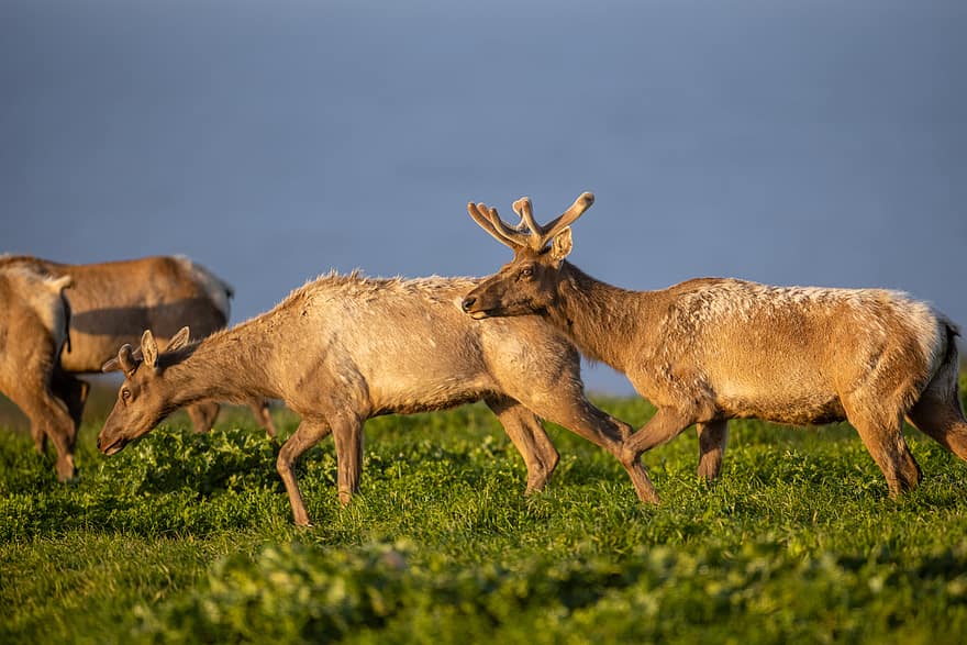 savec, elk, zvíře, Příroda, divočina, volně žijících živočichů, mužský, venkovní, park, louka, býk