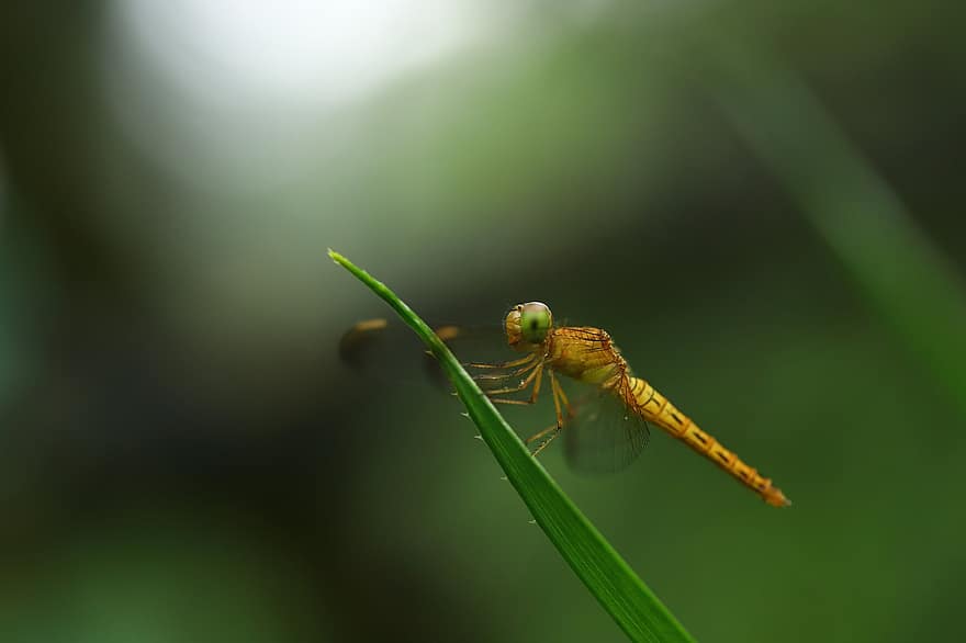 dragonfly, insekt, blad, dyr, anlegg, natur, eng, nærbilde, vinger, grønn, dyreliv