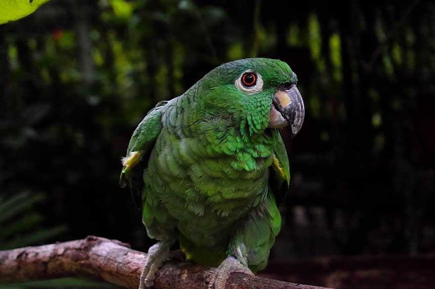 Papoušek, zelená, posazený, větev, zelený papoušek, peří, ave, ptačí, ornitologie, pozorování ptáků, exotický pták