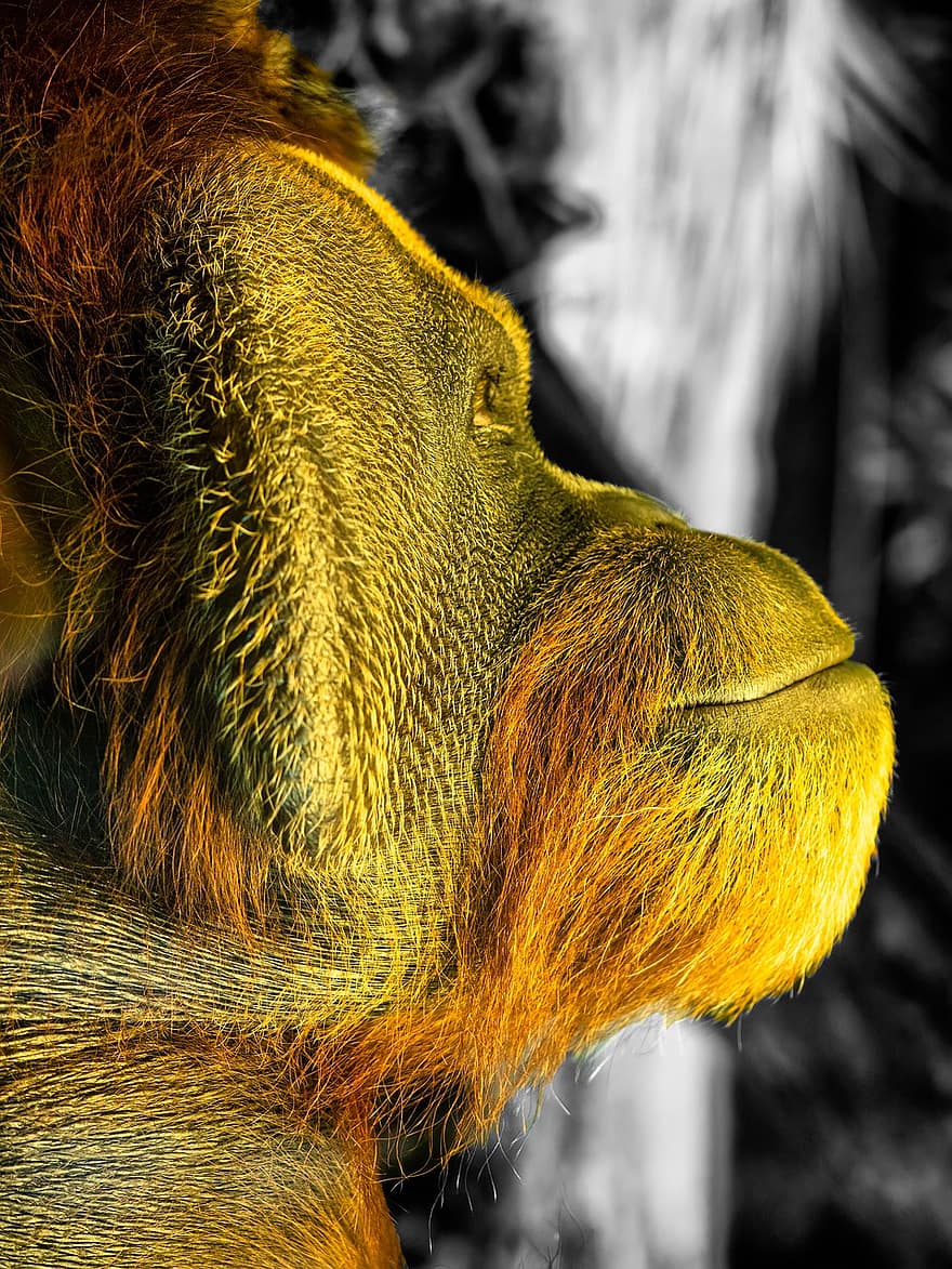 orangután, prímás, emberszabású majom, profil, kipihent, védett, állat, kutya, háziállat, közelkép, tépőfog