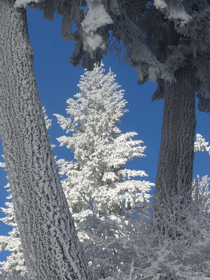зима, дерева, природи, сезон, холодний, сніг, на відкритому повітрі, ліс, дерево, блакитний, відділення
