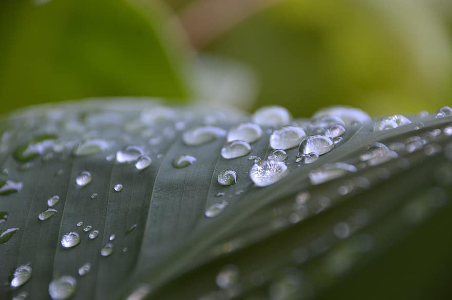 ورقة الشجر ، ندى ، قطرات الماء ، قطرات الندى ، قطرات المطر ، نبات ، أخضر ، طبيعة ، دقيق