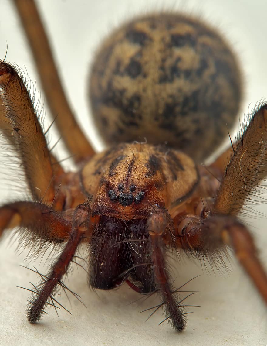 Aranha gigante da casa, Inglaterra, Grã-Bretanha, aracnídeo, aranha, assustador, agregado familiar, inseto, fechar-se, macro, animais em estado selvagem