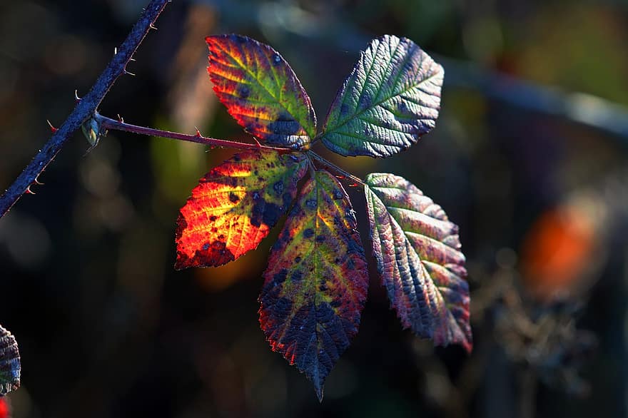 listy, větev, podzim, podzimní listí, trny, pichlavý, strom, rostlina, Příroda, podsvícení